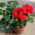 Dlaczego liście hibiskusa żółkną?